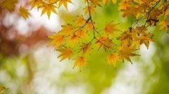 空巢老人独居老人越来越严重如何照料好他们？